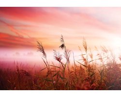 Fotobehang Field Sunset Sunrise | XXL - 206cm x 275cm | 130g/m2 Vlies