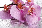 Fotobehang Flowers Orchids Drops | PANORAMIC - 250cm x 104cm | 130g/m2 Vlies