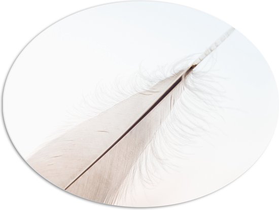 PVC Schuimplaat Ovaal - Witte Veer van Vogel tegen Witte Achtergrond - 80x60 cm Foto op Ovaal (Met Ophangsysteem)