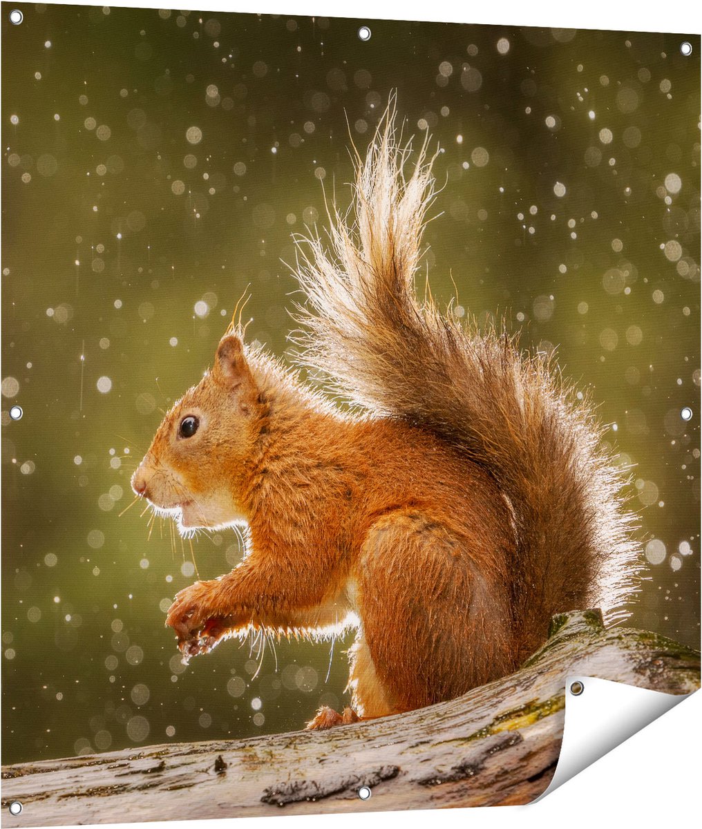Gards Tuinposter Eekhoorn in de Regen - 100x100 cm - Tuindoek - Tuindecoratie - Wanddecoratie buiten - Tuinschilderij Multikleur