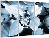 Glasschilderij Bloem - Blauw, Wit - 120x80cm 3Luik - Foto Op Glas - Geen Acrylglas Schilderij - GroepArt 6000+ Glas Art Collectie - Maatwerk Mogelijk