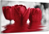 Glasschilderij Tulpen - Zwart, Rood, Grijs - 120x70cm 1Luik - Foto Op Glas - Geen Acrylglas Schilderij - GroepArt 6000+ Glasschilderijen Art Collectie - Wanddecoratie - Woonkamer - Slaapkamer