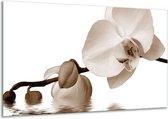 Peinture sur verre d'orchidée | Sépia, Marron | 120x70cm 1Hatch | Tirage photo sur verre |  F001900