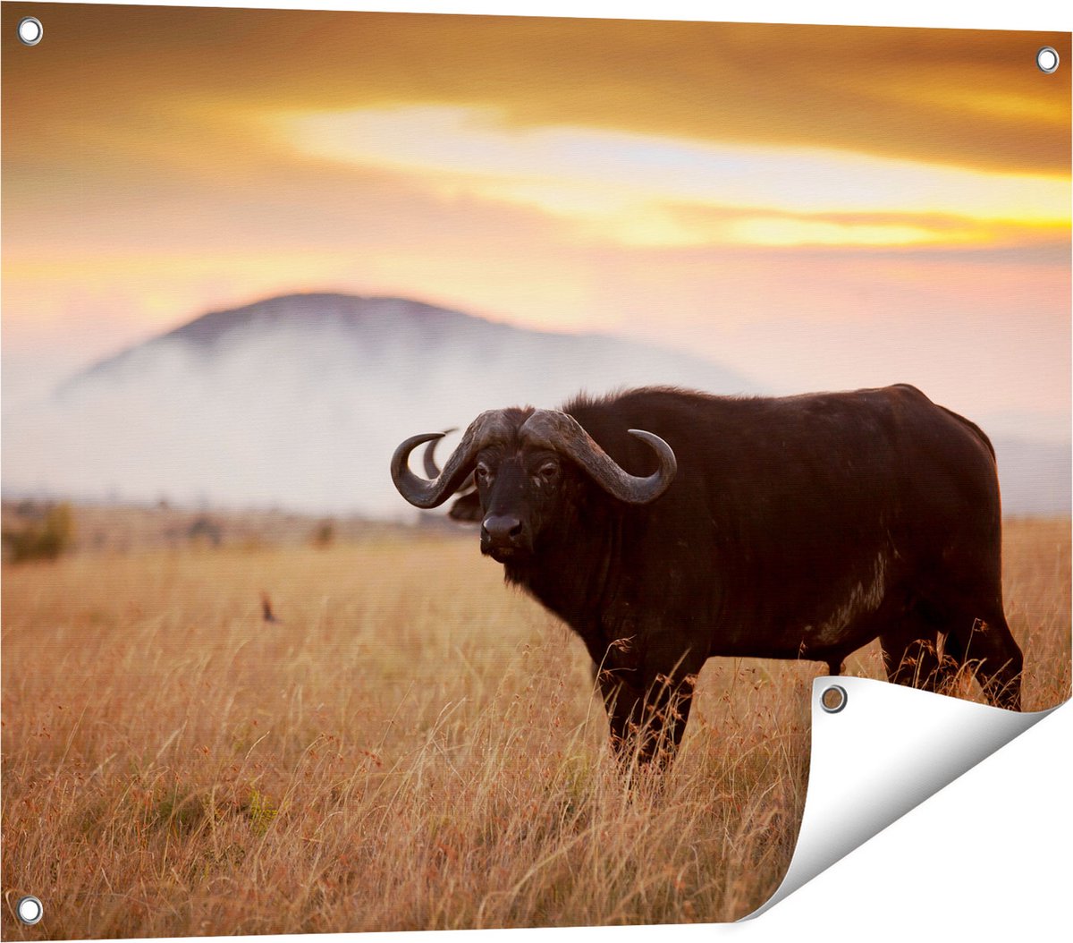 Gards Tuinposter Buffel in het Gras - 80x60 cm - Tuindoek - Tuindecoratie - Wanddecoratie buiten - Tuinschilderij Multikleur