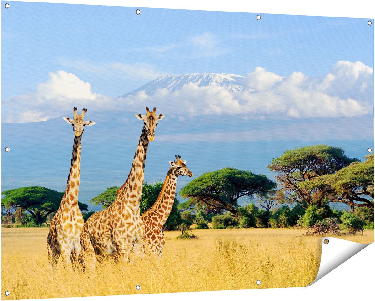 Gards Tuinposter Drie Giraffes in de Savanne - 150x100 cm - Tuindoek - Tuindecoratie - Wanddecoratie buiten - Tuinschilderij Multikleur