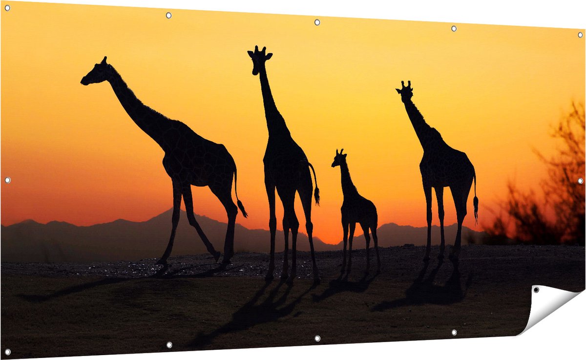 Gards Tuinposter Vier Giraffe Silhouetten bij Zonsondergang - 200x100 cm - Tuindoek - Tuindecoratie - Wanddecoratie buiten - Tuinschilderij Multikleur
