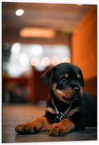 Dibond - Liggende Rottweiler Puppy met IJzeren Halsband - 60x90 cm Foto op Aluminium (Met Ophangsysteem)