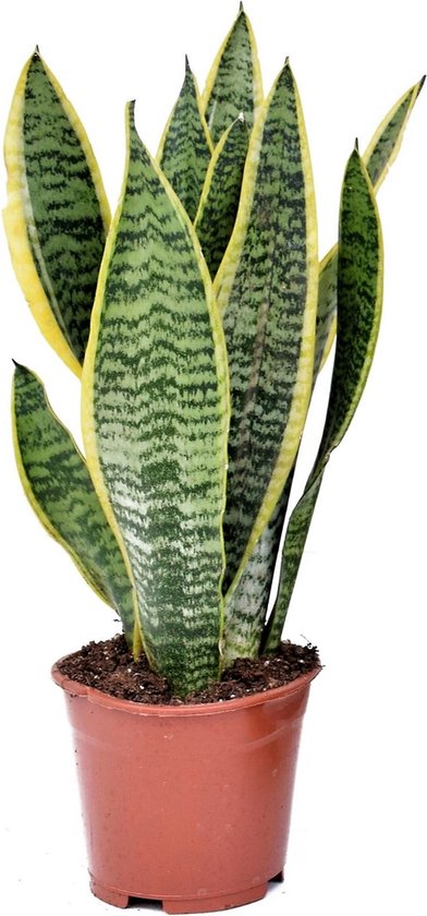 Plant in a Box - Sansevieria Laurentii - Makkelijke Kamerplant - Vrouwentong - Pot 12cm - Hoogte 30-40cm