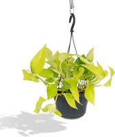 Hello Plants Epipremnum Golden Pothos Neon - Ø 15 cm - Hoogte: 25 cm - Drakenklimop Klimplant Hangplant