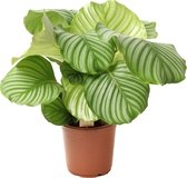 WL Plants - Calathea Orbifolia - Plante Paon - Plantes d'intérieur - Plantes d'intérieur purificatrices d'air - ± 50 cm de haut - 21 cm de diamètre - en pot de culture