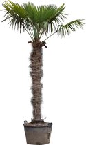Chinese waaierpalm 210 cm stamhoogte Trachycarpus Fortunei 310 cm