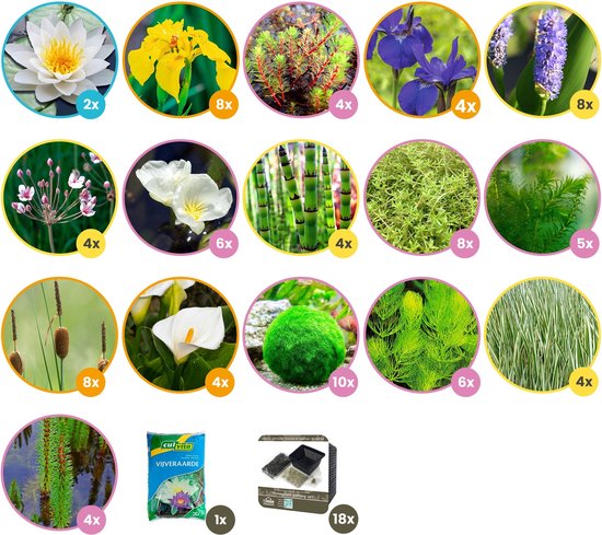 Waterplanten voor de tuin: creeër een waterparadijs