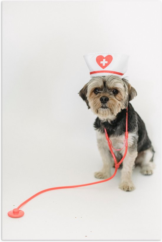 Poster Glanzend – Hond Verkleed als Verpleegkundige tegen Witte Achtergrond - 70x105 cm Foto op Posterpapier met Glanzende Afwerking