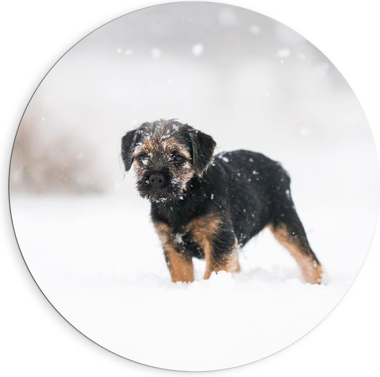 Dibond Muurcirkel - Bruin met Zwarte Borderterriër Hond in Hevige Sneeuwstorm - 90x90 cm Foto op Aluminium Muurcirkel (met ophangsysteem)