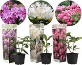 Plant in a Box - Mix van 3 Rhododendron - Winterharde betrouwbare planten - Paars,wit,roze - Pot 9cm - Hoogte 25-40cm