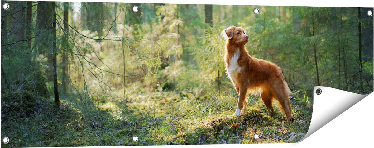 Gards Tuinposter Retriever Hond in het Bos met Zon - 120x40 cm - Tuindoek - Tuindecoratie - Wanddecoratie buiten - Tuinschilderij Multikleur