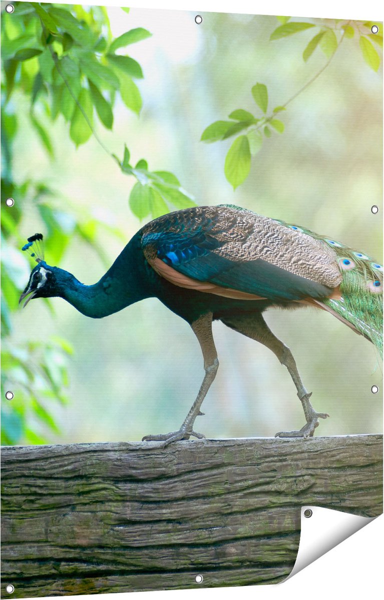 Gards Tuinposter Pauw Loopt op een Tak in de Natuur - 90x120 cm - Tuindoek - Tuindecoratie - Wanddecoratie buiten - Tuinschilderij Multikleur