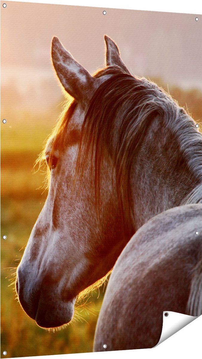 Gards Tuinposter Paard in de Weide tijdens Zonsondergang - 100x150 cm - Tuindoek - Tuindecoratie - Wanddecoratie buiten - Tuinschilderij Multikleur