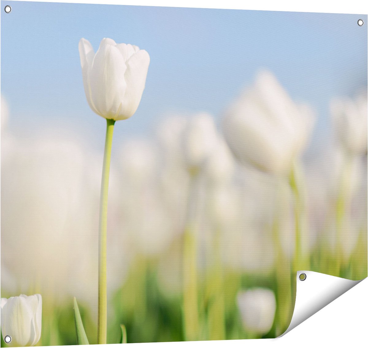 Gards Tuinposter Witte Tulpen - Bloemen - 100x80 cm - Tuindoek - Tuindecoratie - Wanddecoratie buiten - Tuinschilderij Multikleur