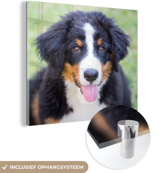 MuchoWow® Peinture sur verre 90x90 cm - Peinture sur verre - Bouvier Berner sur l'herbe verte - Photo sur verre acrylique - Peintures