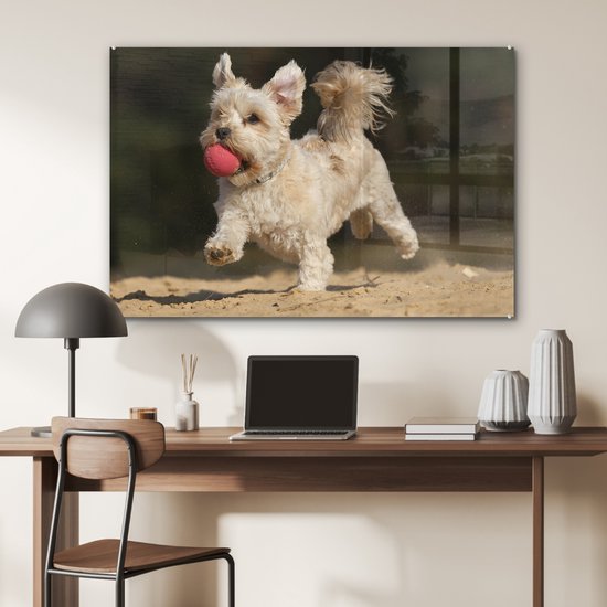 Un chien maltais avec une boule rouge en plexiglas 120x80 cm - Tirage photo sur Glas (décoration murale en plexiglas)