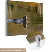 MuchoWow® Glasschilderij 120x90 cm - Schilderij acrylglas - Meerkoet in het water - Foto op glas - Schilderijen