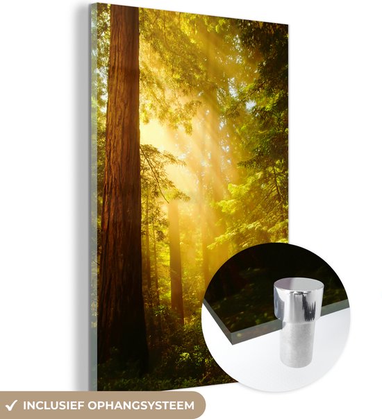 MuchoWow® Glasschilderij 20x30 cm - Schilderij acrylglas - Weergave van een Redwood boom met zonnestralen - Foto op glas - Schilderijen