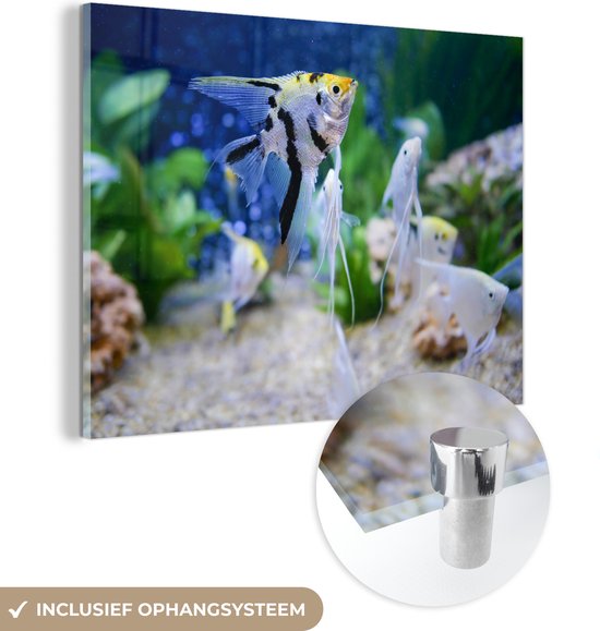 MuchoWow® Glasschilderij 120x90 cm - Schilderij acrylglas - Aquarium - Vissen - Maanvis - Foto op glas - Schilderijen