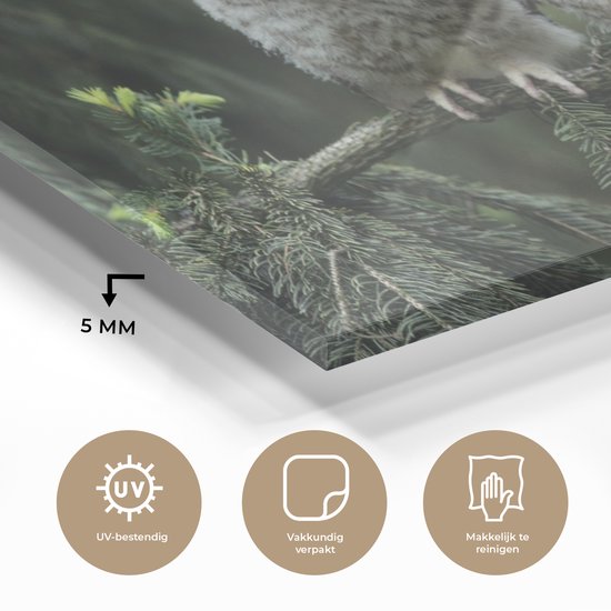 MuchoWow® Peinture sur verre 80x40 cm - Peinture sur verre acrylique - Deux hiboux - Photo sur verre - Peintures