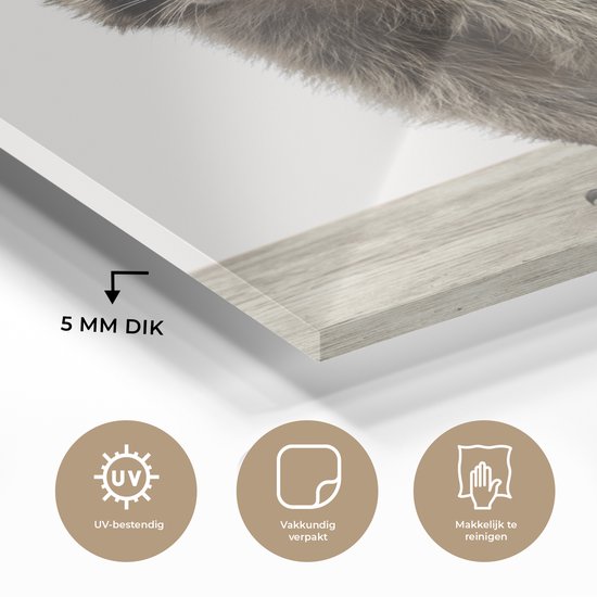 MuchoWow® Peinture sur verre 160x120 cm - Peinture sur verre acrylique - Raton laveur - Animaux - fond blanc - Garçons - Filles - Enfants - Photo sur verre - Peintures