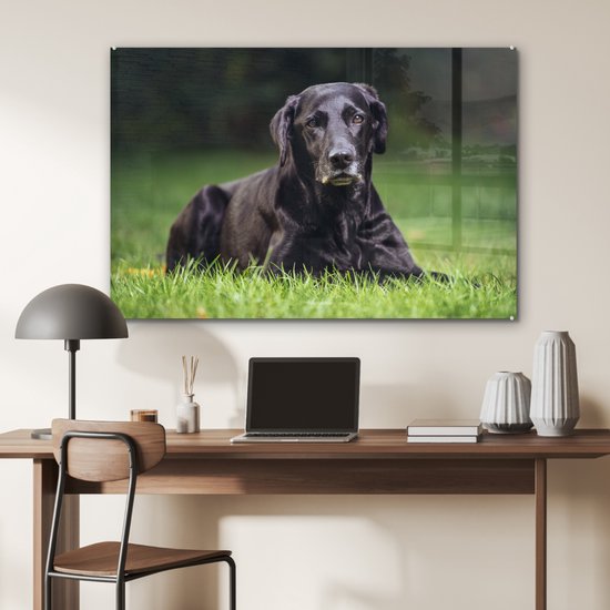 Un labrador noir dans l'herbe Plexiglas 120x80 cm - Tirage photo sur Glas (décoration murale plexiglas)