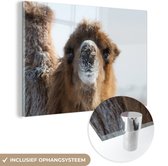 MuchoWow® Glasschilderij 60x40 cm - Schilderij acrylglas - Close-up kameel in sneeuw Mongolië - Foto op glas - Schilderijen