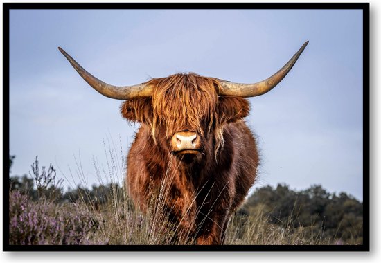 Schotse Hooglander - Fotoposter 60x40 met Lijst