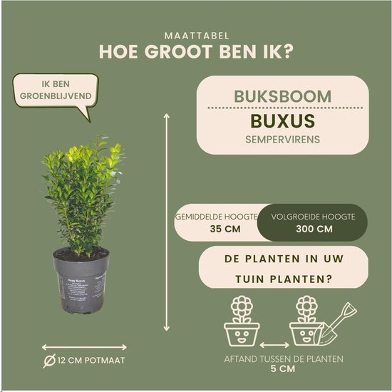 Buxus plant in pot van 12cm, 35cm hoog, 300cm volwassen hoogte, groenblijvend.