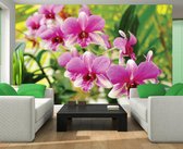 Orchids Pink Photo Wallcovering