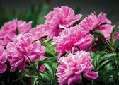 Tuindoek Peony Rose 150x210cm