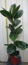 Kamerplant Ficus elastica robusta 80 cm