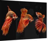 Oranje siamese kempvissen op zwarte achtergrond - Foto op Plexiglas - 90 x 60 cm