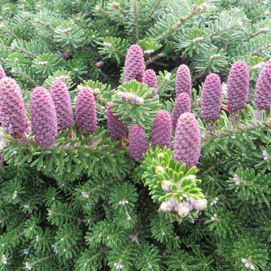 Koreaanse zilverspar (Abies koreana) - 3 planten 20-30cm
