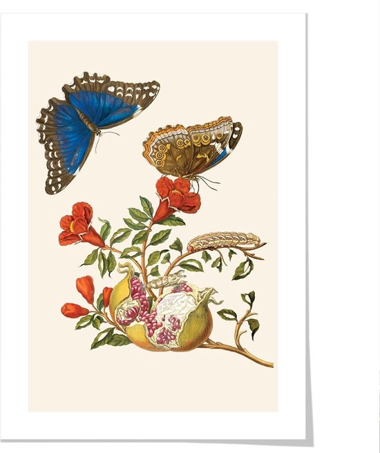 Art print ‘Maria Sibylla Meriam - Vlinders en fruit’ 50x70 cm.