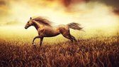Diamond painting - Rennend paard in vallei/weide - 30x20cm