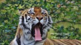 Animal Picture Books With Social & Emotional Learning - The Sleepy Tiger