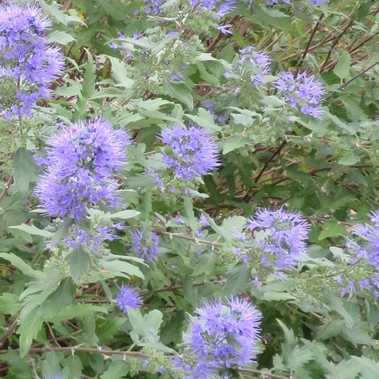 Caryopteris Clandonensis ' Heavenly Blue' - Nain lilas bleu - Arbuste - ↑  25-30cm - Ø 17cm | bol