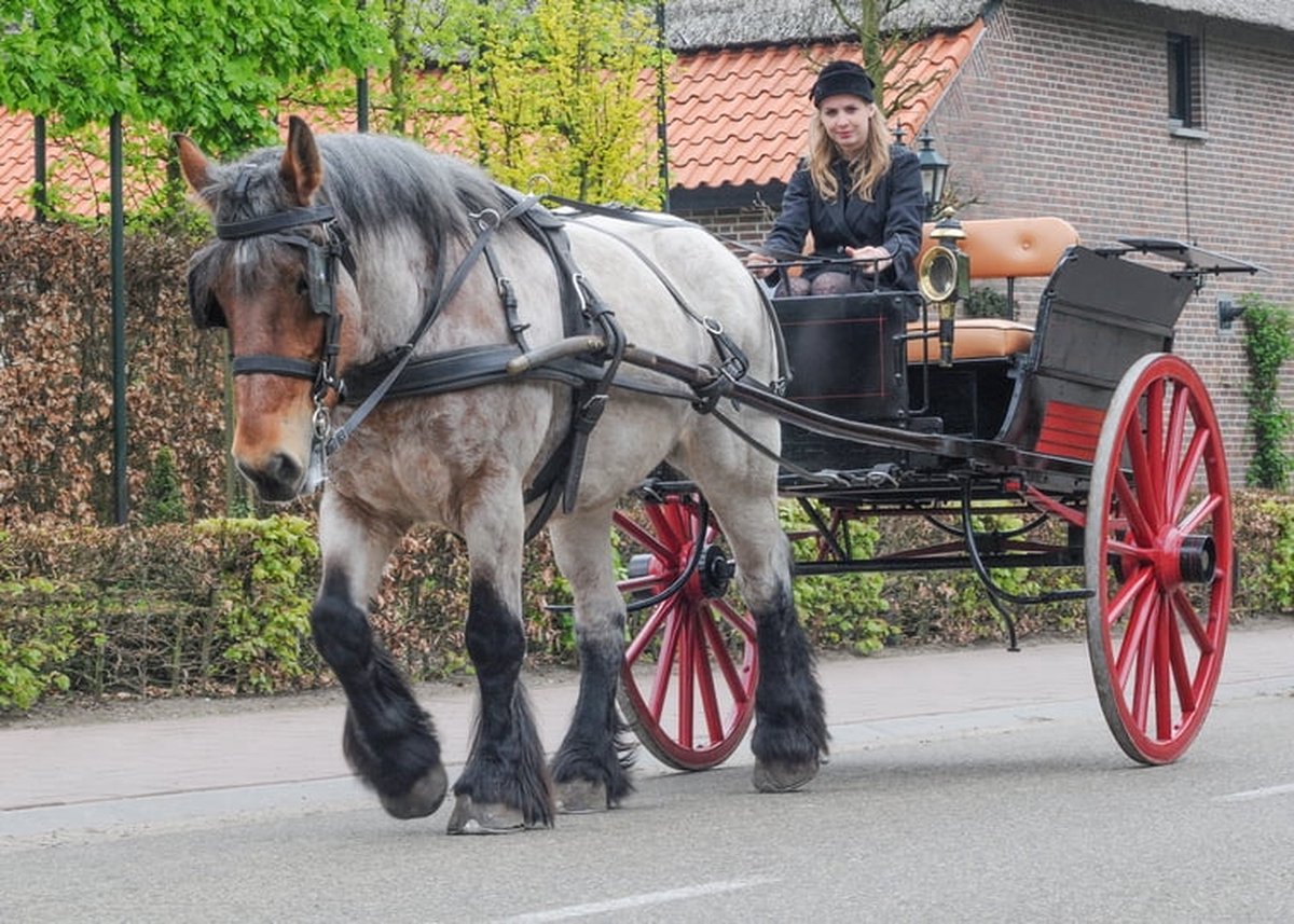 Trekpaarden TW23 - Foto - Ton van der Weerden - Fine Art Print op fotokwaliteit papier - 40 x 50 cm