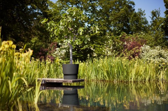 Volwassen vijgenboom in een grote, zwarte bloempot op een houten vlonder aan een vijver.
