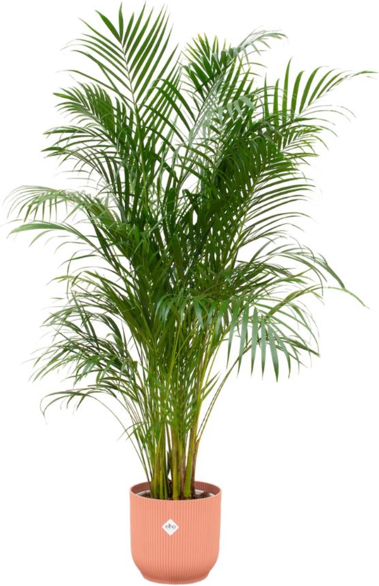 Combi deal - Areca palm inclusief elho Vibes Fold Round roze Ø30 - 180 cm