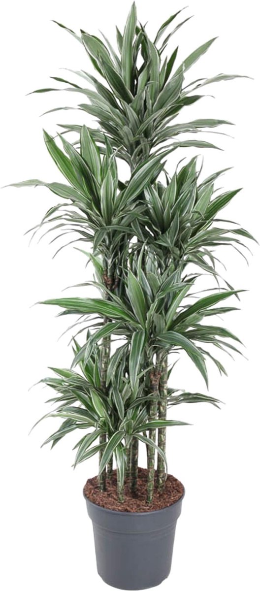 Dracaena Warneckei Carrousel - 180 cm - ø34