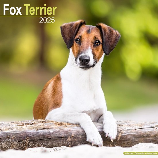 Fox Terrier Kalender 2025 | bol