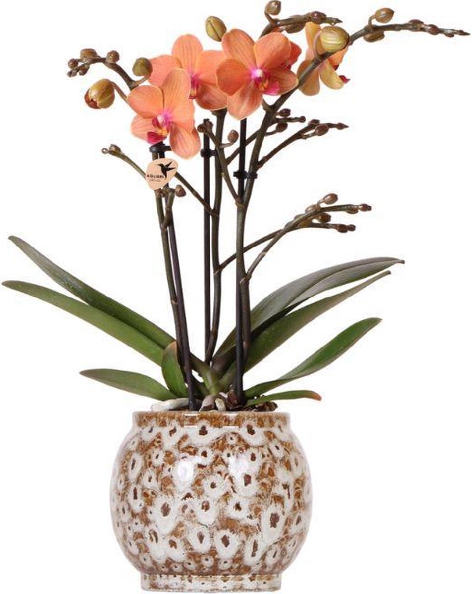 Kolibri Orchids | Oranje Phalaenopsis orchidee - Mineral Bolzano + Safari pot - potmaat Ø9cm | bloeiende kamerplant - vers van de kweker -