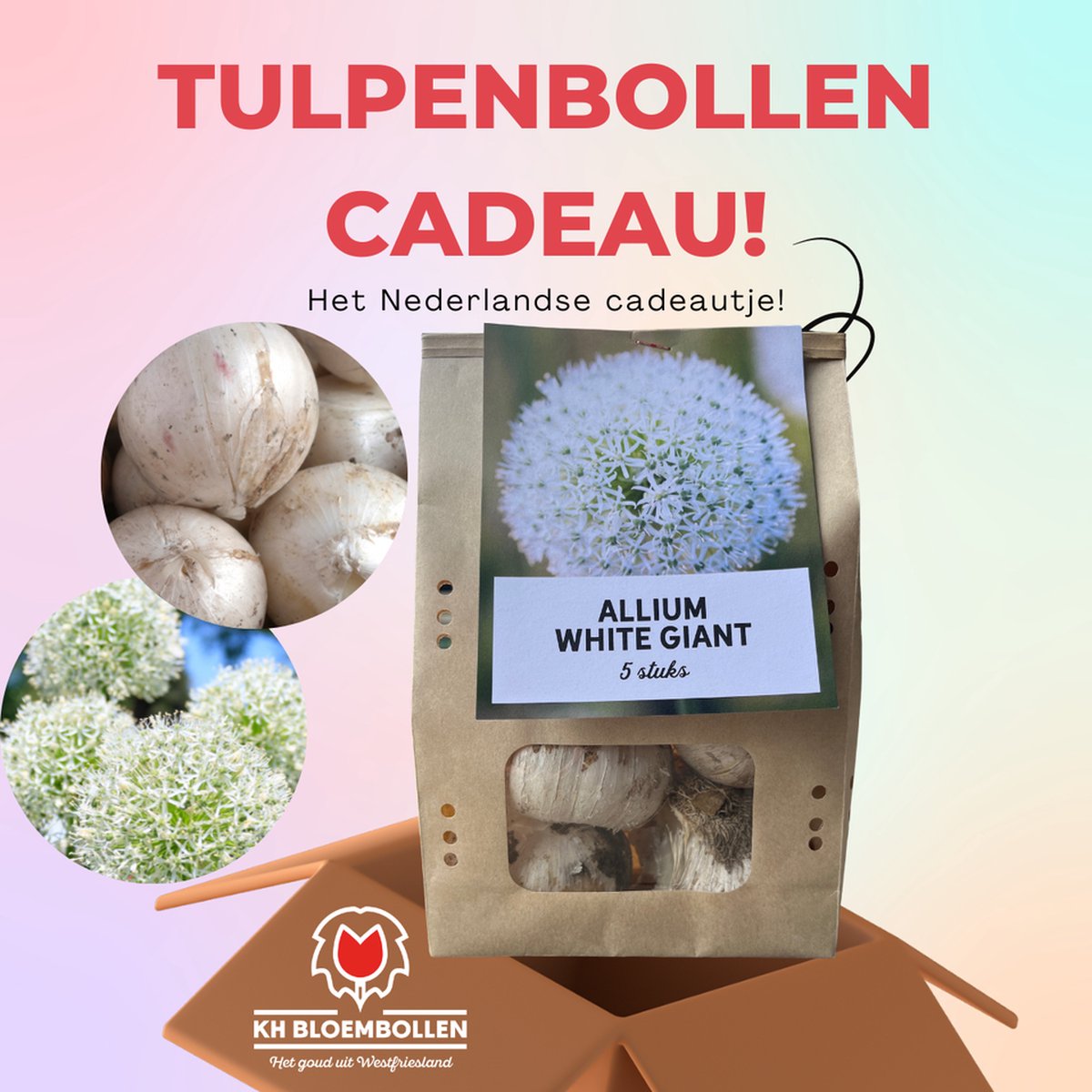 Bloembollen - White giant allium bloembollen cadeau - KH Bloembollen - Sieruien - Wit - 5 Stuks - Cadeau - Tuin - Maat 11/12! - Vers van de teler!